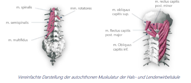 Muskulatur der Hals und Lendenwirbelsäule